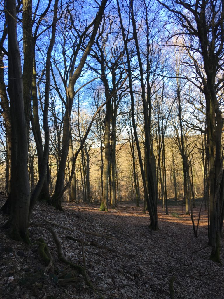 In het bos langs de noordkant, wandeling tussen 5 en 10 km.