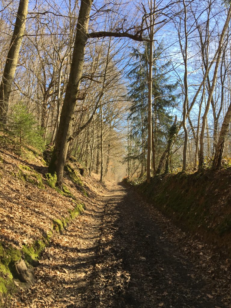 In het bos langs de  zuidkant