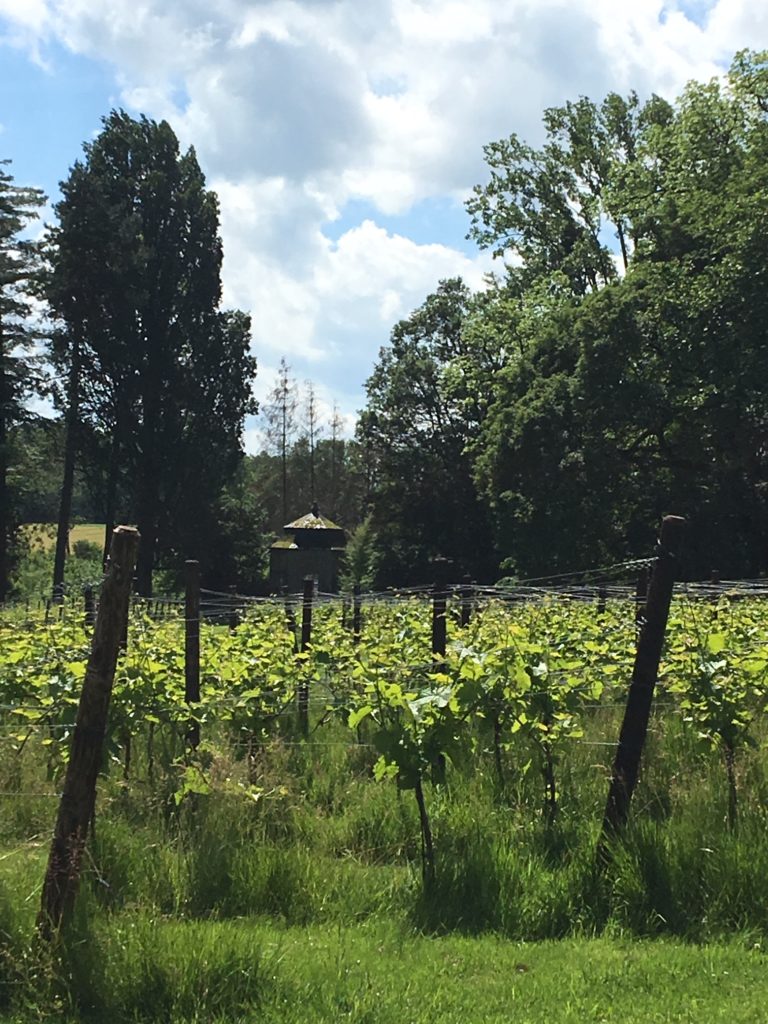 Belgische biologische wijnen van Kasteel Bioul. De wijnranken.