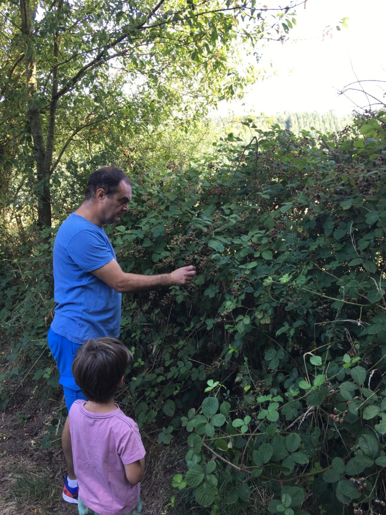 cueillette de mûres à Crupet