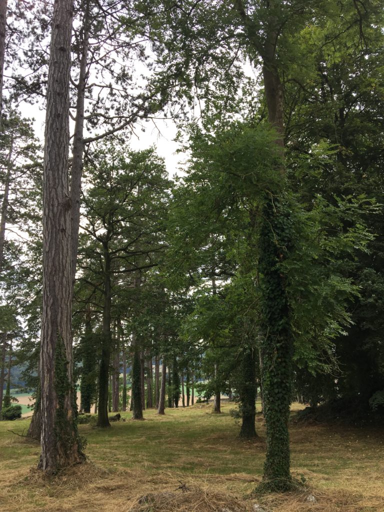 de grote zwarte pijnbomen van Oostenrijk