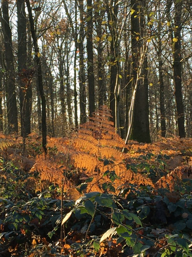 in het bos tijdens de winterwandeling