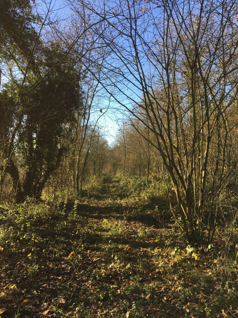 sentier débroussaillé de la balade hivernal