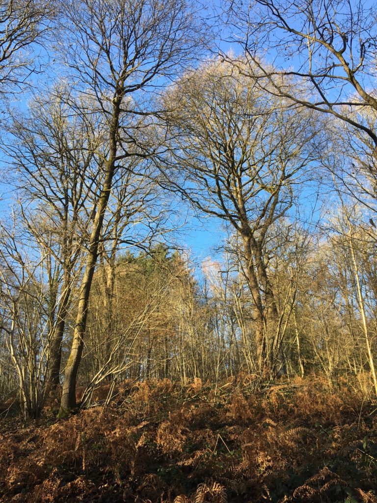 in het bos van les loges